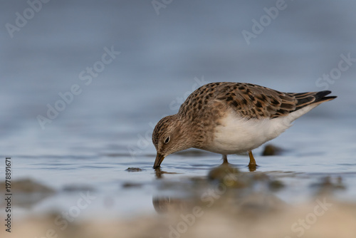 Temminck's Stint (Calidris temminckii) feeding in water with clear reflection