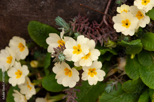 Vibrant yellow primrose flowers in full bloom with lush green leaves.