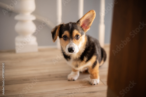 A corgi puppy with one ear up and one down