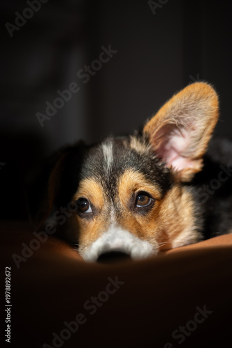 A corgi puppy with one ear up and one down