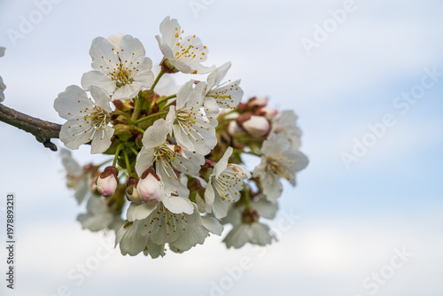 cherry blossoms on a tree with shallow depth of field.
