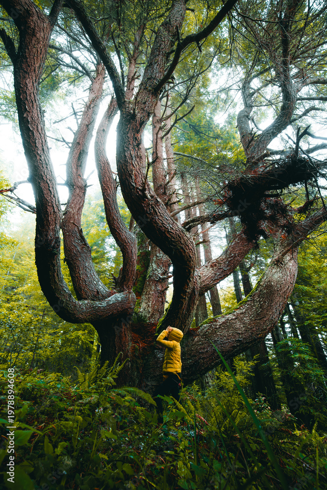Fototapeta premium Woman standing under twisted candelabra redwood tree in lush forest, Northern California nature scene