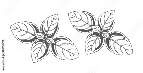 Two stylized basil leaves with veins and dark grey shading leaf herb green