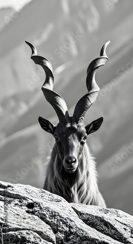 The majestic Markhor, a wild mountain goat with impressive spiraling horns, surveys its rugged domain, showcasing the raw beauty and resilience of nature in monochrome.