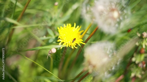 4K Closeup shot of a small insect crawling on petals of a yellow flower during the summer season as seen in the Himalayan mountains at Manali in Himachal Pradesh, India. Natural background.