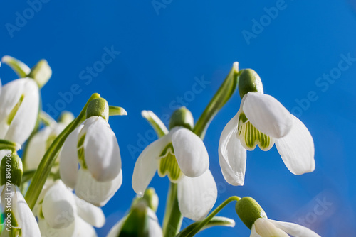 Snowdrop flowers against blue spring sky