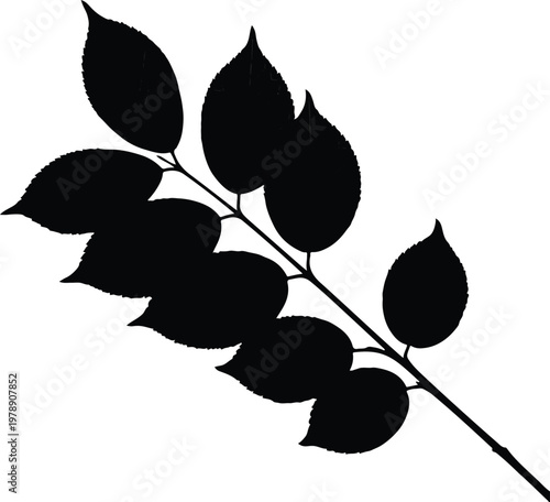 Black leaf silhouette on white background, branch with elm or hazel leaves vector illustration