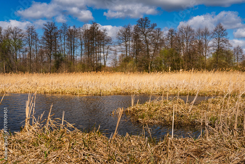 Canvastavla withered reeds on the riverbank on a sunny day in early spring