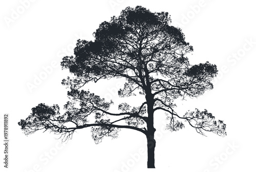 Fotografie Old cedar tree with characterful branching and sparse foliage isolated on white