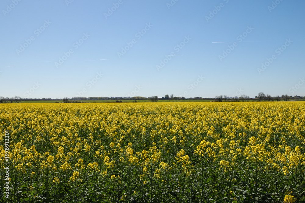 Obraz premium Rapeseed Field In Langford - 241E6123