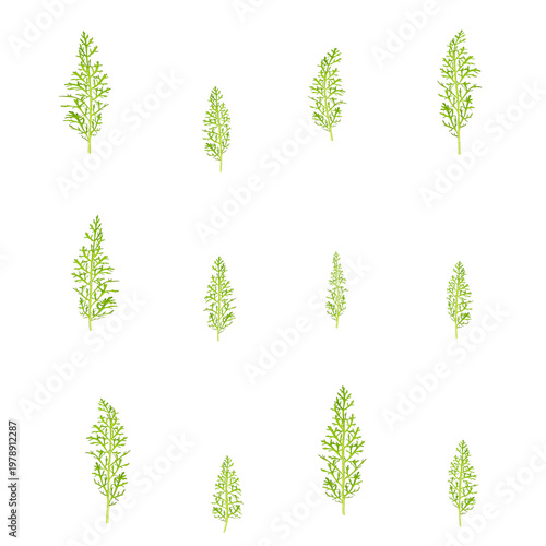 Yarrow herb set. Green yarrow foliage and pinnate leaves sprigs isolated on transparent background. Rustic greenery kit.