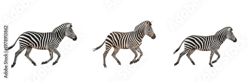 Set of Three African Plains Zebras Running and Galloping Isolated on White Background for Wildlife Png