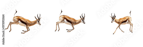 Konstfotografi Set of Three Springbok Antelopes Jumping and Running Isolated on White Backgroun