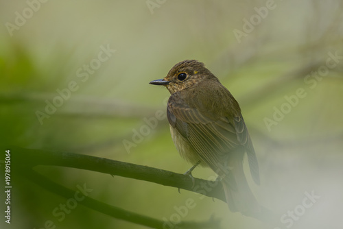 Naklejka 枝に止まる野鳥