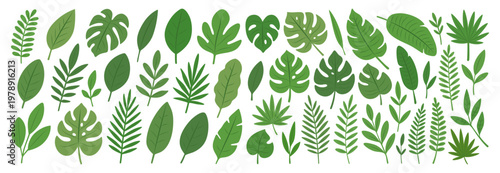 Large collection of tropical and exotic leaves. Botanical vector design, decoration, and tropical-themed projects