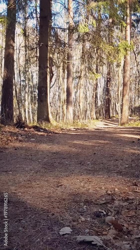 Vertical panoramic shot of woodland landscape in mixed forest with empty tree-shaded trail among old pines and bare deciduous trees at sunny day of early spring. No people serene natural background.