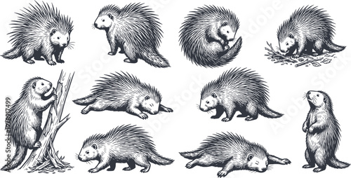 hand drawn porcupine set in various poses including walking and climbing created with black fill and no white fills for versatile design use