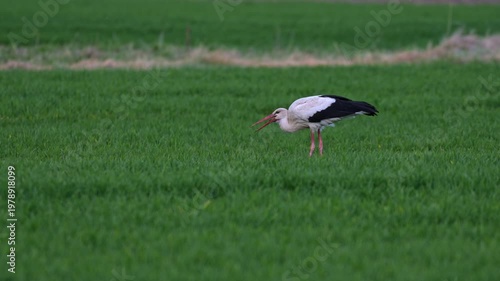 Stork slowly moves across meadow searching for prey and feeding in slow motion with soft sunset light revealing fine details