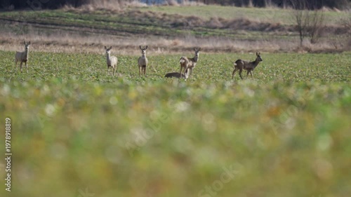 Roe deer herd feeding on grass in sunny field near village buildings recorded in slow motion with natural countryside setting