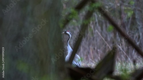 Cranes searching for food in evening light captured from concealed position between trees and shrubs in close range