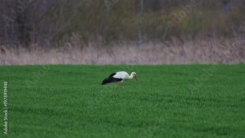 Stork walking on wet meadow hunts and eats small prey in slow motion with clear view of anatomy and plumage details