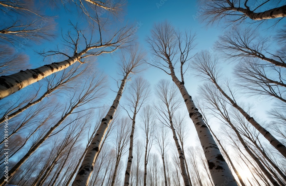 Fototapeta premium Bare birch trees reach skyward on a cold winter day. Slender trunks and delicate twigs catch warm sunlight against crisp blue sky, creating tranquil mood.