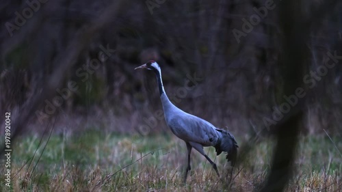 Close view of cranes feeding at dusk seen through branches during stealth wildlife approach in natural habitat