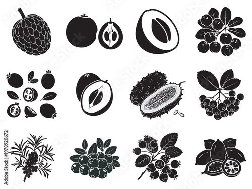 black and white botanical berry and fruit cross section illustrations set