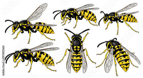 Yellow Jacket, Wasp, Insect, Stinger, Flying, Vector Icons