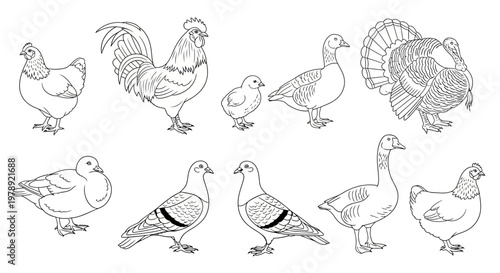 Farm poultry icons, bird illustrations, chicken, rooster, turkey, duck, goose, dove, vector set