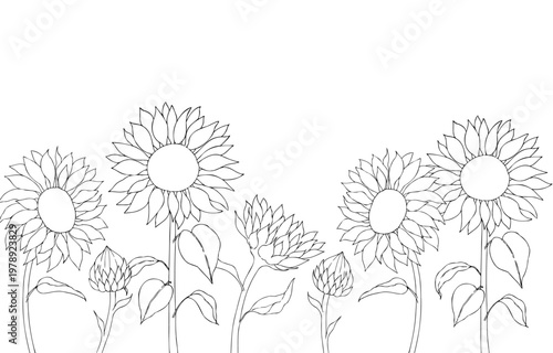Vector sunflower frame, template, border, graphic hand drawn isolated fluffy illustration. Botanical hand drawn illustration isolated on background. Ideal for seasonal, halloween, forest, or nature