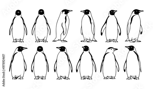 Penguin Line Art Vector Set with Standing Antarctic Birds in Clean Black and White Illustration Style