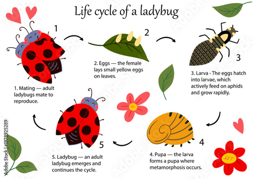 Educational infographic of the ladybug life cycle
