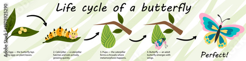 Educational infographic of the butterfly life cycle