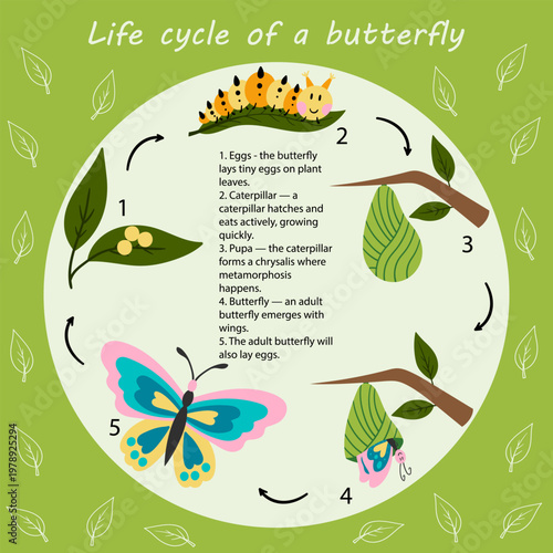 Educational infographic of the butterfly life cycle