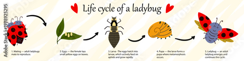 Educational infographic of the ladybug life cycle