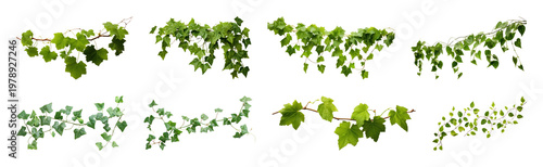 PNG Lush green grapevine leaves collection on transparent background