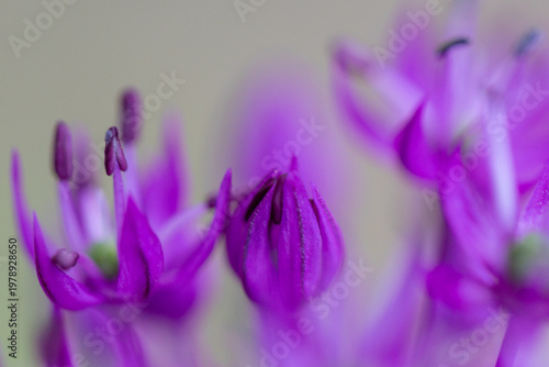 Close-up of blossoms and buds of velvet German garlic (allium lusitanicum)