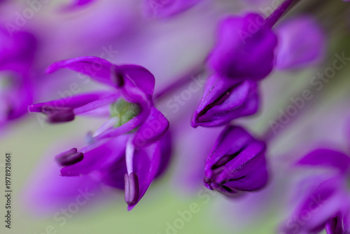 Close-up of blossoms and buds of velvet German garlic (allium lusitanicum)