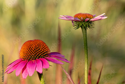 Two purple coneflower blossoms (echinacea) in full bloom