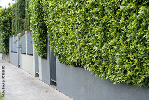 Photos Dense green hedge over a concrete boundary wall with metal gate along a suburban footpath in Australia