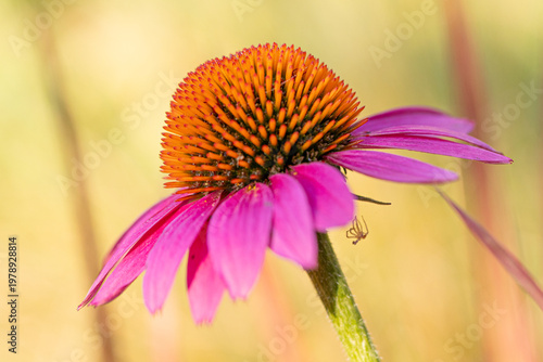 A purple coneflower blossom (echinacea) in full bloom with a little spider hanging below