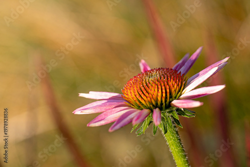 A purple coneflower blossom (echinacea) in full bloom