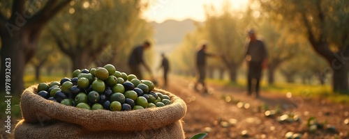 Burlap sack brimful with fresh green and black olives. Farmers work in sunlit orchard during olive harvest. Rural nature, traditional agriculture, organic produce.