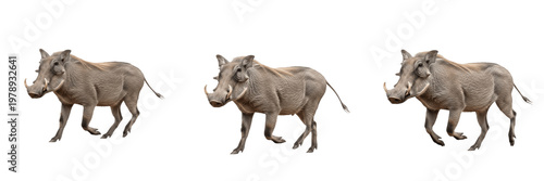 Schilderij op canvas Set Wild African Warthog Running And Walking Safari Animals Collection Isolated