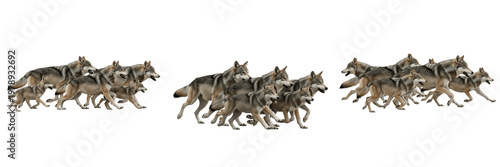 Foto Set Wild Gray Wolf Pack Running and Hunting Forest Animals Collection Isolated O