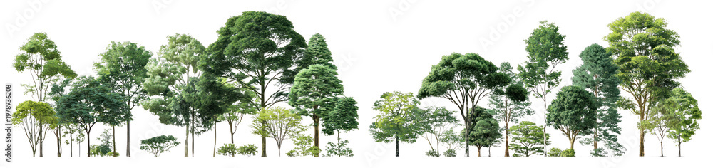 Fototapeta premium PNG Lush green forest trees, transparent background