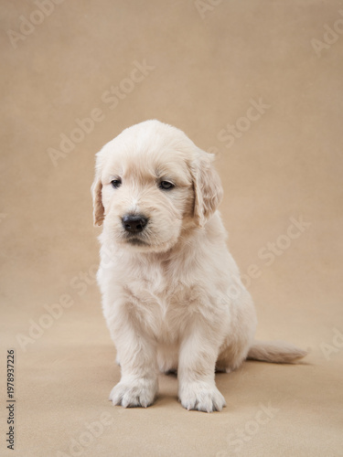 A young golden retriever puppy sits on a beige backdrop looking off to the side. Its relaxed body language conveys innocence and trust.