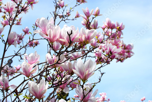 Large, beautiful pink flowers of Magnolia soulangeana in a park on a cloudy spring day. Blooming pink magnolia tree in a botanical garden.