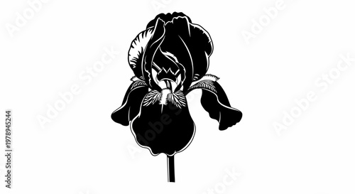 Elegant Black and White Iris Flower Botanical Illustration.